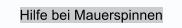 Hilfe bei Mauerspinnen